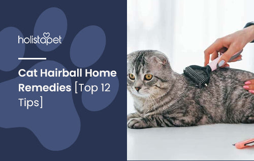 Cat Hairball Home Remedies [Top 12 Tips]