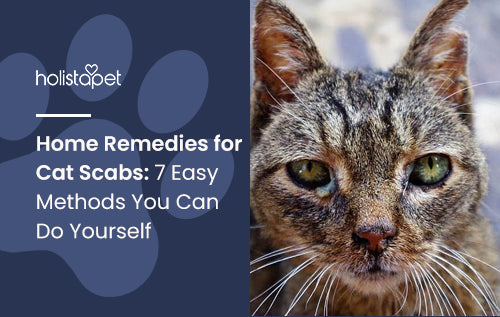 Home Remedies for Cat Scabs: 7 Easy Methods You Can Do Yourself