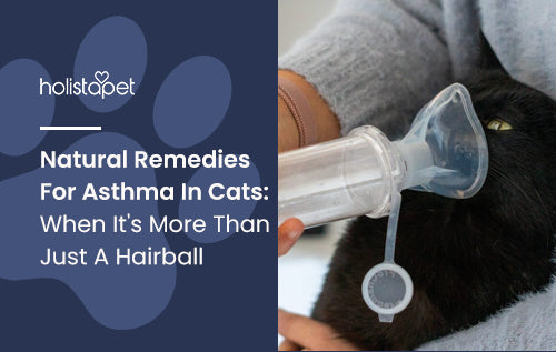 Natural Remedies For Asthma In Cats: When It's More Than Just A Hairball