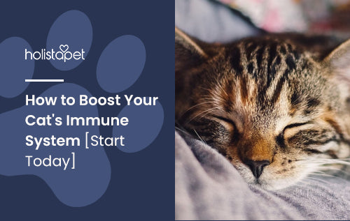 How to Boost Your Cat's Immune System [Start Today]