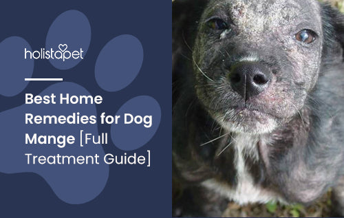 dog mange home remedies 