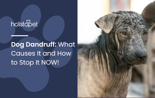 Dog Dandruff What Causes It and How to Stop It NOW HolistaPet