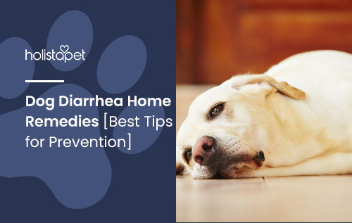 Dog Diarrhea Home Remedies Best Tips for Prevention HolistaPet