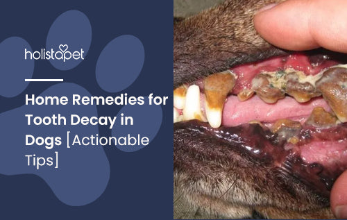 tooth decay in dogs remedies