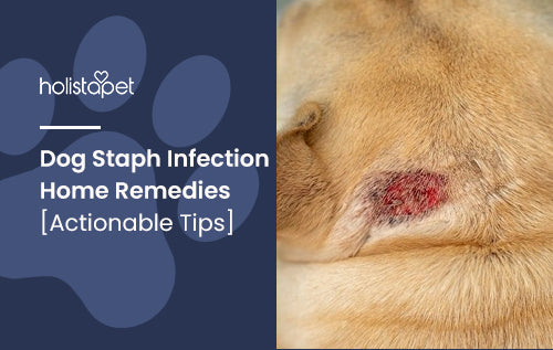 Dog Staph Infection Home Remedies [Actionable Tips]