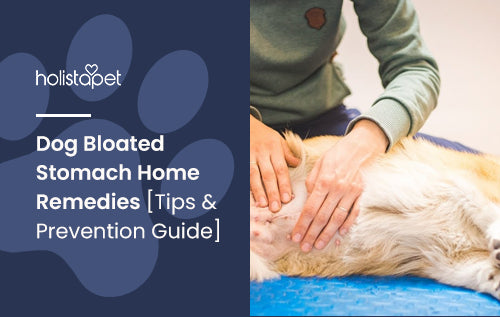 Dog Bloated Stomach Home Remedies Tips Prevention Guide HolistaPet