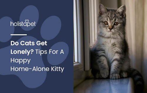 Do Cats Get Lonely? Tips For A Happy Home-Alone Kitty