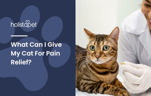 What Can I Give My Cat For Pain Relief?