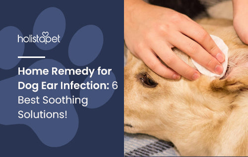 Home Remedy for Dog Ear Infection: 6 Best Soothing Solutions!