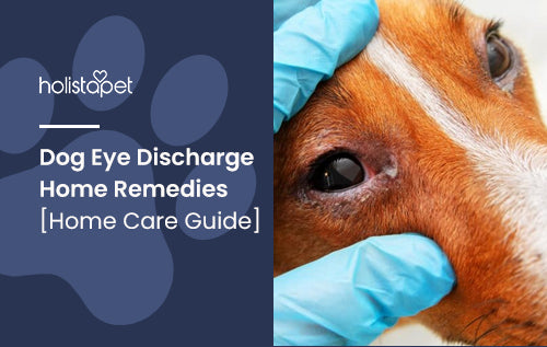 Dog Eye Discharge Home Remedies Home Care Guide HolistaPet