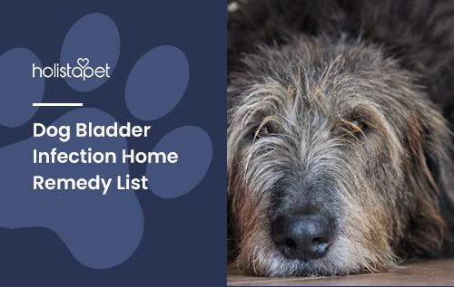 Dog Bladder Infection Home Remedy List HolistaPet