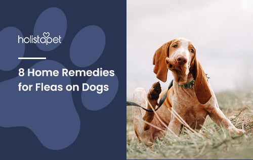 8 Home Remedies for Fleas on Dogs