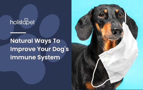 Natural Ways To Improve Your Dog's Immune System