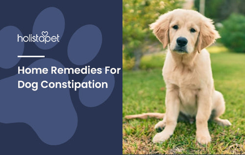 Home Remedies For Dog Constipation