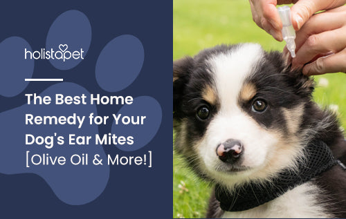 The Best Home Remedy for Your Dog's Ear Mites [Olive Oil & More!]