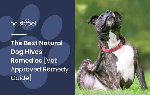 Natural Remedies for Dog Hives [Vet Approved Remedy Guide]