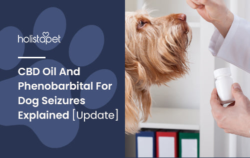 CBD Oil And Phenobarbital For Dog Seizures Explained [Update]