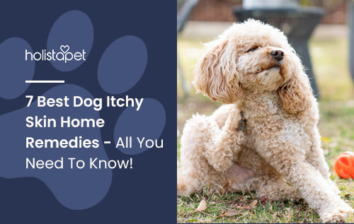 7 Best Dog Itchy Skin Home Remedies - All You Need To Know!