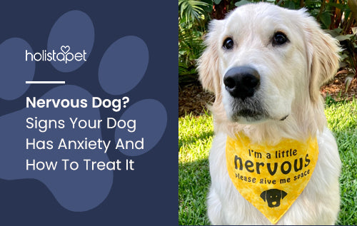 Nervous Dog? Signs Your Dog Has Anxiety And How To Treat It