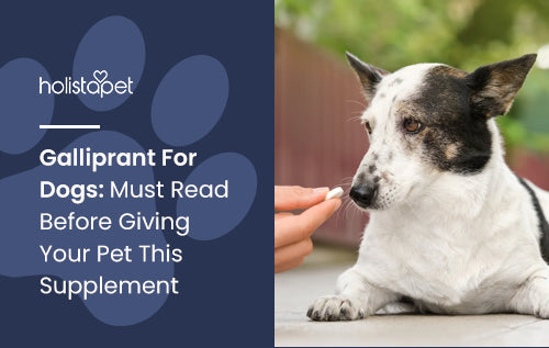 Galliprant For Dogs: Must Read Before Giving Your Pet This Supplement
