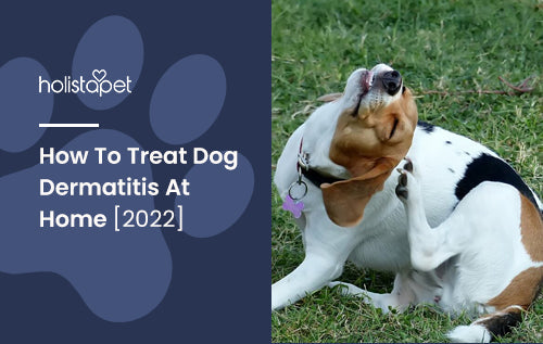 How To Treat Dog Dermatitis At Home [2024]