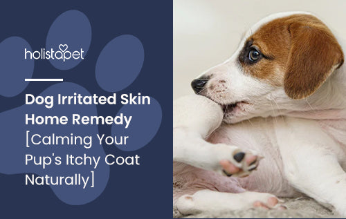 Dog Irritated Skin Home Remedy Calming Your Pup s Itchy Coat Naturally HolistaPet