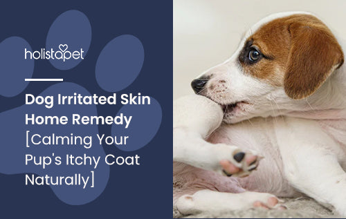 Dog Irritated Skin Home Remedy [Calming Your Pup's Itchy Coat Naturally]