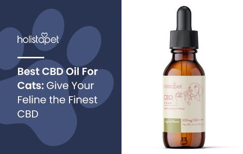 Best CBD Oil For Cats: Give Your Feline the Finest CBD