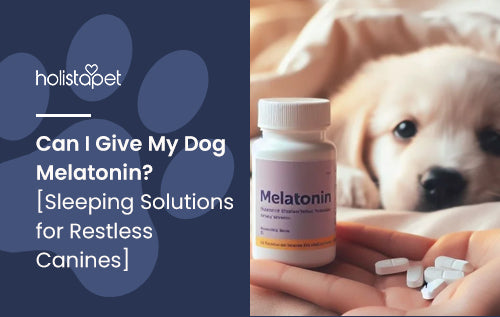 Can I Give My Dog Melatonin? [Sleeping Solutions for Restless Canines]