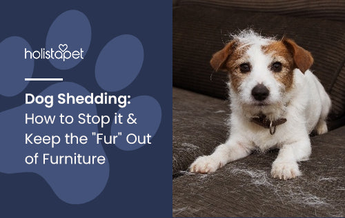Dog Shedding: How to Stop it & Keep the "Fur" Out of Furniture