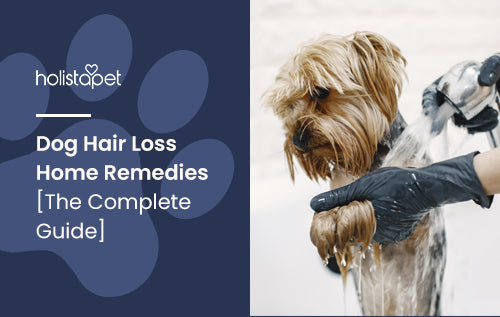 Dog Hair Loss Home Remedies [The Complete Guide]