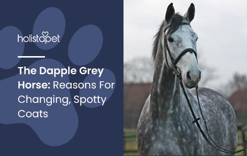 The Dapple Grey Horse: Reasons For Changing, Spotty Coats