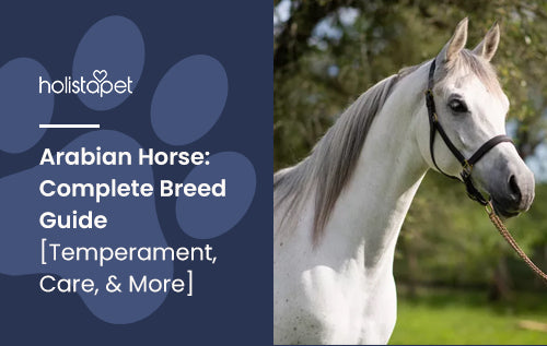 Arabian Horse: Complete Breed Guide [Temperament, Care, & More]