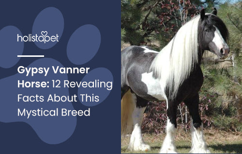 Gypsy Vanner Horse: 12 Revealing Facts About This Mystical Breed