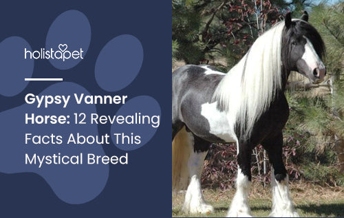 Gypsy Vanner Horse: Revealing Facts About This Mystical Breed