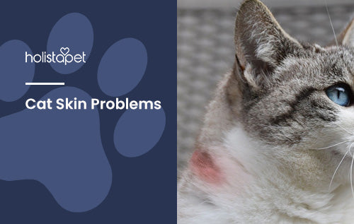 Cat Skin Problems [And What To Do About Them]