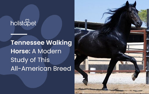 Tennessee Walking Horse: A Modern Study of This All-American Breed