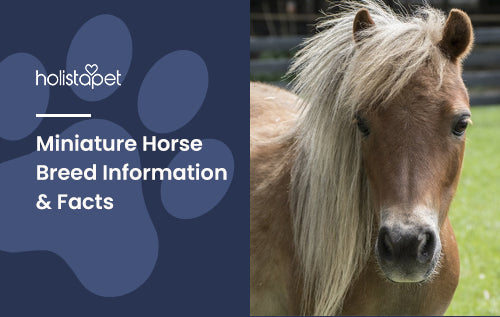 Miniature Horse Breed Information & Facts