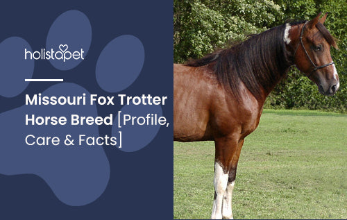Missouri Fox Trotter Horse Breed [Profile, Care & Facts]