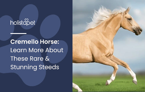 Cremello Horse: Learn More About These Rare & Stunning Steeds