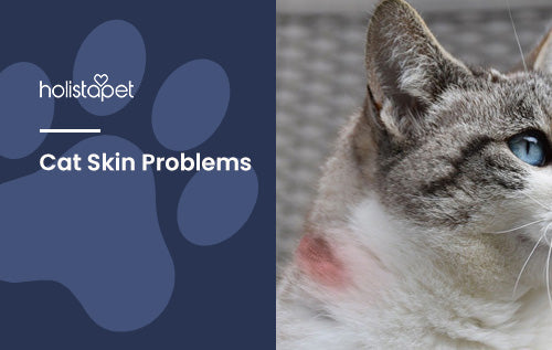 Cat Skin Problems [And What To Do About Them]