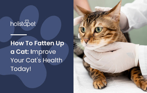 How To Fatten Up a Cat: Improve Your Cat's Health Today!
