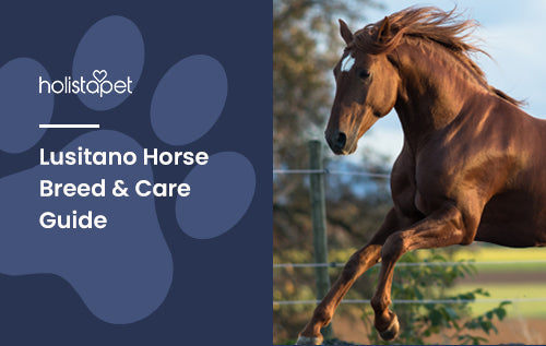 Lusitano Horse Breed & Care Guide