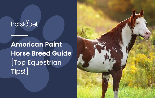American Paint Horse Breed Guide [Top Equestrian Tips!]