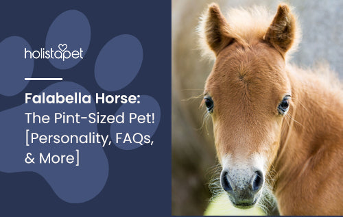 Falabella Horse: The Pint-Sized Pet! [Personality, FAQs, & More]