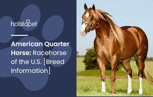 American Quarter Horse: Racehorse of the U.S. [Breed Information]