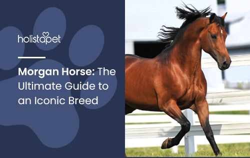 Morgan Horse: The Ultimate Guide to an Iconic Breed