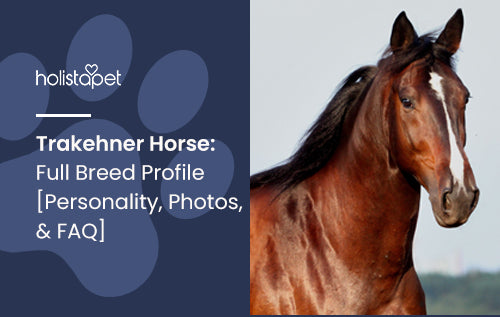 Trakehner Horse: Full Breed Profile [Personality, Photos, & FAQ]