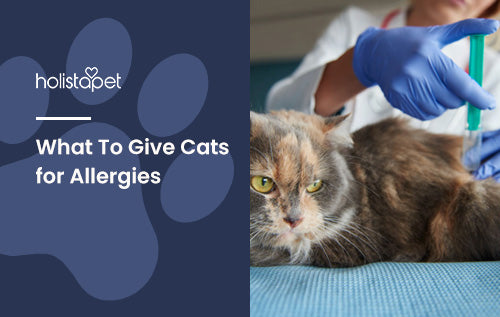 What To Give Cats for Allergies [Remedies for Common Issues]