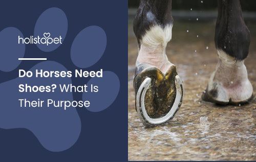 Do Horses Need Shoes What Is Their Purpose HolistaPet